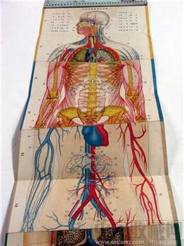 《人体解剖学》Human Anatomy/人間の解剖学-收藏网