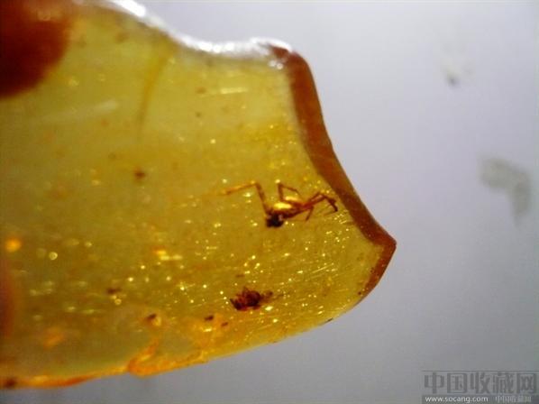 蜘蛛捕蚊琥珀