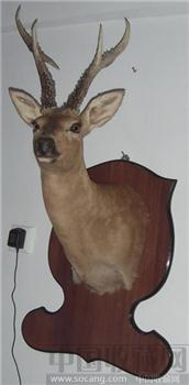 狍鹿标本-收藏网