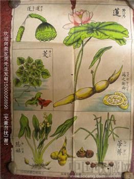 旧藏自然挂图植物辑上海新亚书店印行*包快*-收藏网