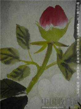 佚名 牡丹花 镜片 画心:69cmx41cm 包快-收藏网