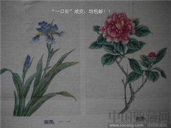 老植物宣传画海报复婊 79cmx39cm 现货 包快-收藏网