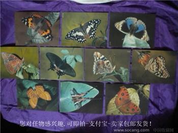 各名蝴蝶 10张 背写有名人名言 现货 包快-收藏网