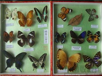 中国名蝶-收藏网
