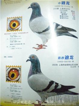 2002年版第3期《上海信鸽》冯志杰摄 现货 包快递-收藏网