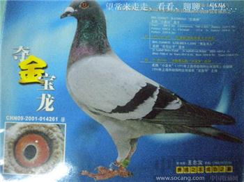 2002年版第2期《上海信鸽》冯志杰摄 现货 包快递-收藏网