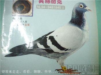 2000年版第3期《上海信鸽》周渊编 现货 包快递-收藏网
