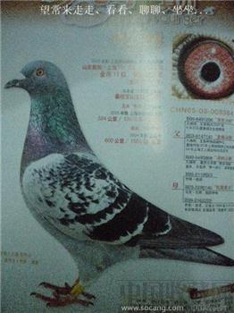2005年版第4期《上海信鸽》冯志杰摄 现货 包快递-收藏网