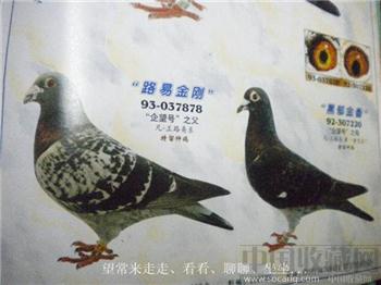 99年版第4期《上海信鸽》周渊编 现货 包快递-收藏网