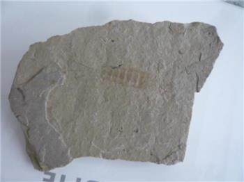 古生物虫化石标本-收藏网