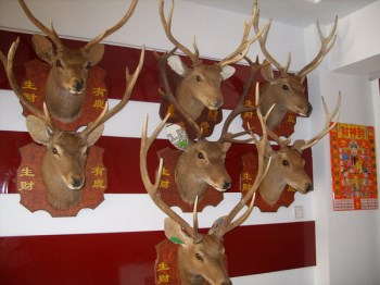 鹿头标本 欧式壁挂 招财鹿头 特产工艺品 礼品-收藏网