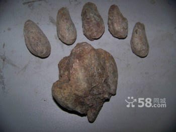 白垩纪早期（1亿4千万年左右）海洋贻贝类化石-收藏网